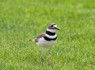 Adult Killdeer keeps a lookout close to her nest