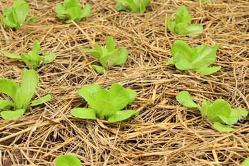 Early cabbage in farm