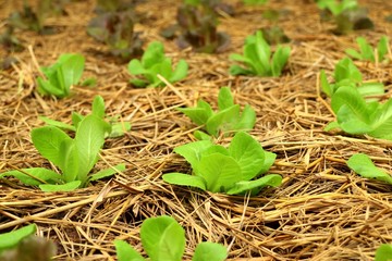 Early cabbage in farm