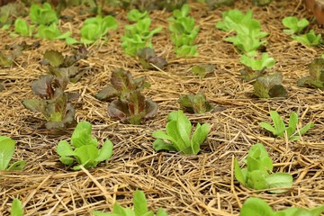 Early cabbage in farm