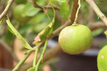 lemons tree in tropical