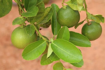 lemons tree in tropical