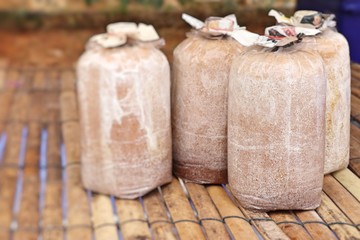 mushrooms cultivation in farm