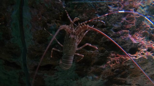 Lobster  in fish tank