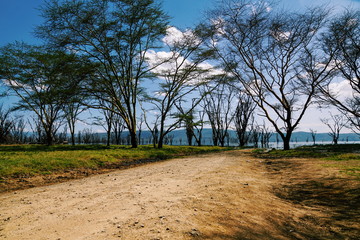 Trees along the shores of Lake Nakuru, Rift Valley, Kenya
