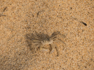 Crab on a Beach