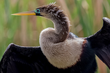 Anhinga