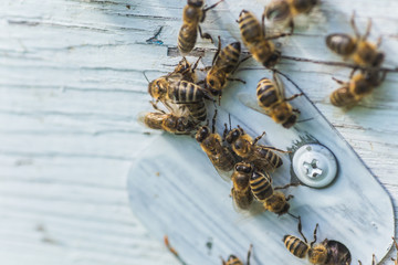 Many honey bees near entrance block, hive entrance block on a wooden white hive.