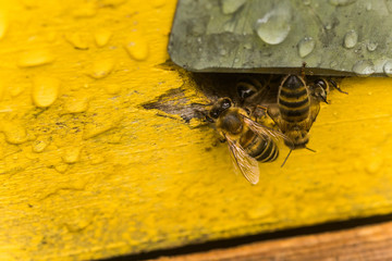 From beehive entrancebees creep out. Bee-guard in the beehive entrance. Swarm hived readily
