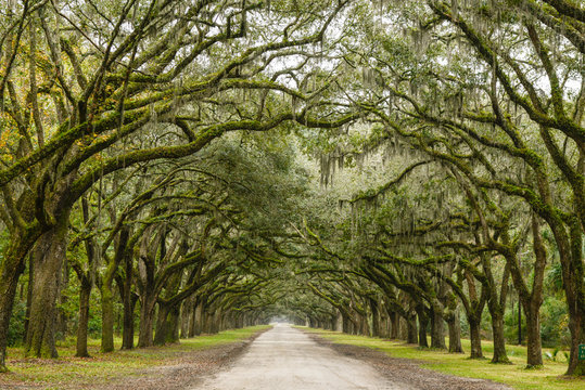 Mossy trees on roadside in row at forest