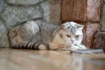 A brown cat sits happily on the floor in the room.