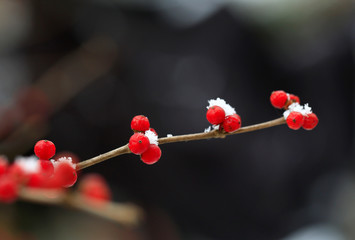 Honeysuckle fruit, after snow