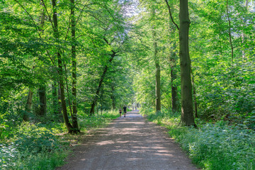 Pathway through the Forest of Trees