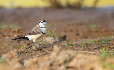 Double Barred Finch with copy space