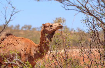 Feral camel feeding in outback Australia