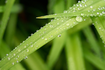 dew on green grass