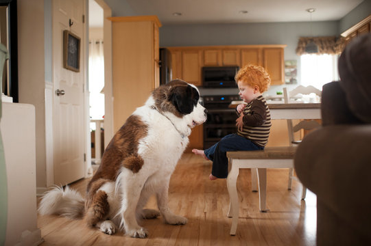 Side view of boy looking at dog while sitting on chair at home