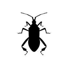 Silhouette of western conifer seed bug