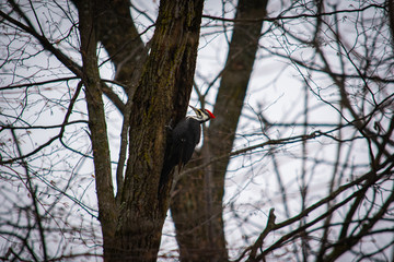 Woodpecker