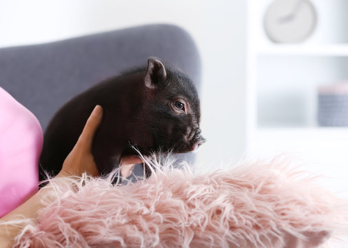 Woman With Cute Mini Pig On Sofa At Home, Closeup