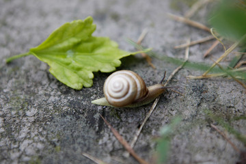 snail in the garden