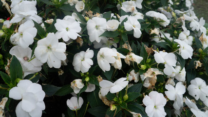 White Flowers