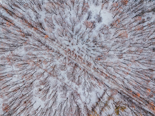 Winter forest. Top view from drone 