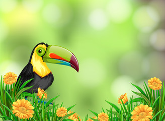 A toucan on nature background