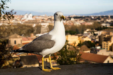 Seagull looking the roof of Rome