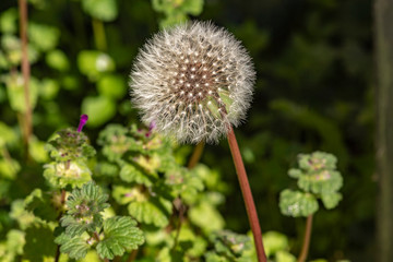 dandelion on green background