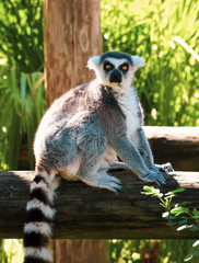 Ring-tailed Lemur sitting staring