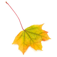 colorful autumn maple leaf isolated on white