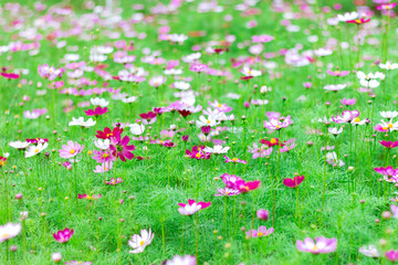 garden cosmos flowers in park