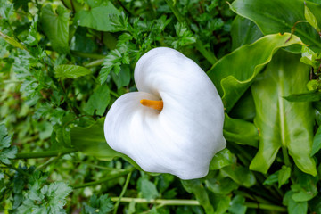 Calla Lily flower