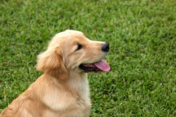 Young 6 month old golden retriever sitting and looking up in profile view.