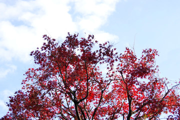 赤く色づいたカエデ