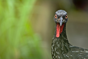 The Dusky-legged Guan, Penelope obscura (here, Brazil, jacuaçu). Minas Gerais, Brazil.