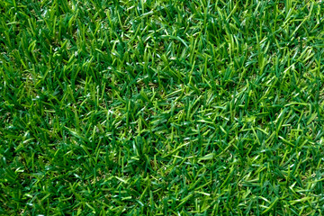 Green grass texture for background. Green lawn pattern and texture. top view.