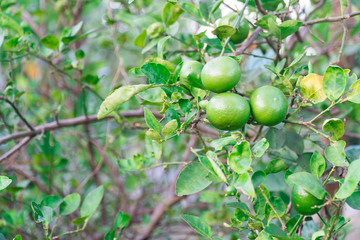 Green limes on a tree. Lime is a hybrid citrus fruit, which is typically round, about 3-6 centimeters in diameter and containing acidic juice vesicles. Limes are excellent source of vitamin C.