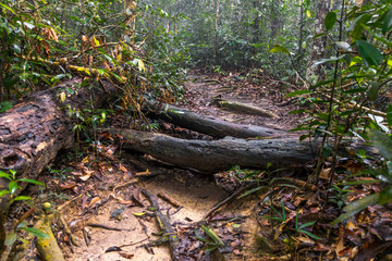 Mount Ledang Trail, Johor, Malaysia. Selective focus