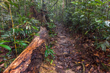 Mount Ledang Trail, Johor, Malaysia. Selective focus