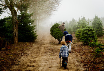 Rear view of father with sons carrying pine trees while walking on dirt road at farm during foggy weather