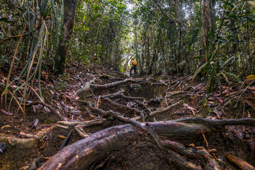 Mount Ledang Trail, Johor, Malaysia. Selective focus