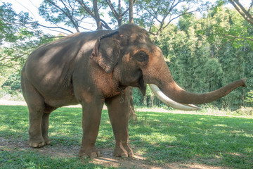 Asiatic or asian elephant in farm.