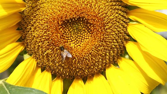Sunflower with bee in the field, Chiangmai Thailand
