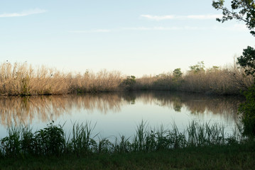 Miami Everglades