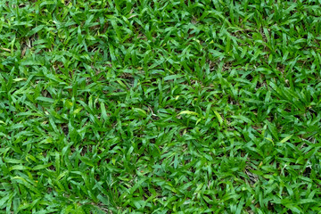 Green grass texture for background. Green lawn pattern and texture background.