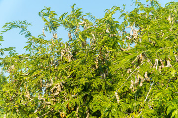 Tamarind pod hanging on the tree blue sky background