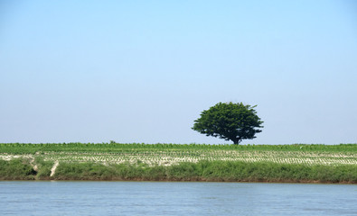 Fototapeta premium trees in the field