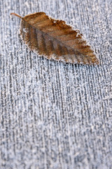 Rustic wood plank, with a leaf, covered in frost as nature background